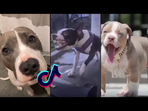 Badass Pitbulls (TikTok Compialtion)