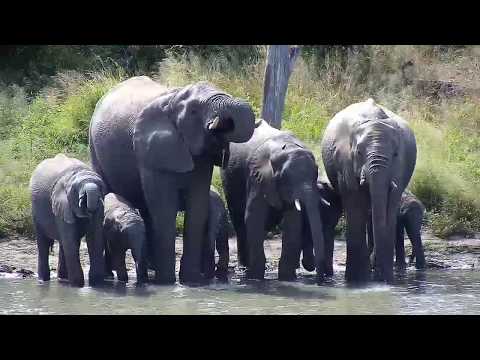 Djuma: Elephant herd comes for a drink (no audio at time) - 11:50 - 05/10/20