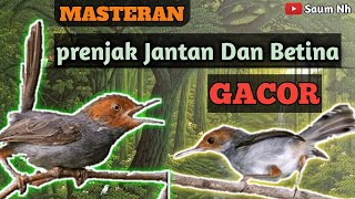 Download lagu SUARA PRENJAK Jantan Dan Betina Gacorrr !!!.. || Cocok Untuk Masteran Dan pikatan mp3 Download lagu SUARA PRENJAK Jantan Dan Betina Gacorrr !!!.. || Cocok Untuk Masteran Dan pikatan mp3