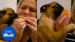 Dog eats owners burger in seconds - Daily Mail