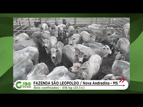 MS: BOIS CONFINADOS CHEGAM A 21,1 ARROBAS AO SOBREANO