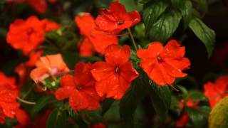 We Celebrate You - Shannon Wexelberg