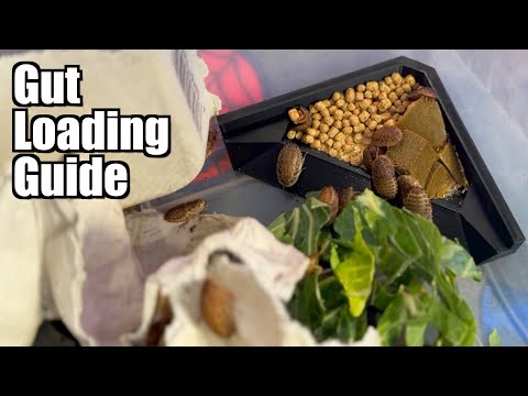 Gut Loading! The Most Important Part of Feeding your Reptiles