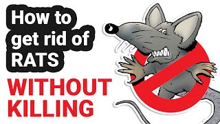 How to get rid of Rats without killing - Get rid of mice