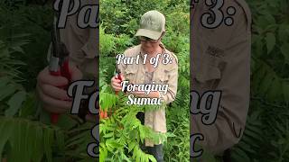 Foraging Sumac Sustainably: Part 1 of 3