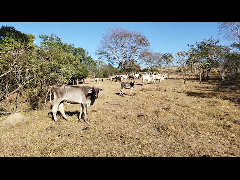 Chácara 2,5 Alqueires Córrego Fundos BR 070 Cocalzinho de Goiás
