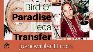 Bird Of Paradise Leca Semi Hydropinics Repot With Me; Houseplants In Leca For Beginners