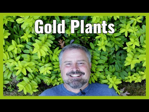 Gold Plants in the Garden
