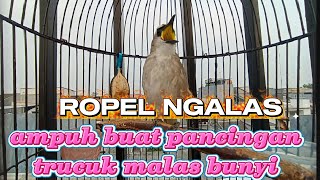 Download lagu Trucukan Gacor ngalas sambung Ropel, trucuk jenis apapun pasti nyaut mp3 Download lagu Trucukan Gacor ngalas sambung Ropel, trucuk jenis apapun pasti nyaut mp3