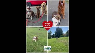 Video preview image #1 American Pit Bull Terrier-Unknown Mix Puppy For Sale in Spring Lake, NJ, USA