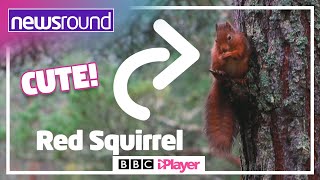 CUTE Red Squirrels! | How are they being protected? | Newsround