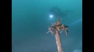 preview picture of video '2014-01-11 Diving Statter Harbor in Auke Bay'