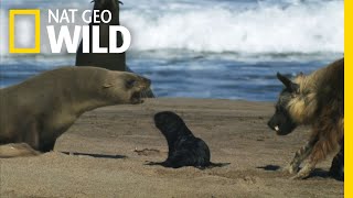 Seal Pups Face a Hungry Predator | Nat Geo Wild