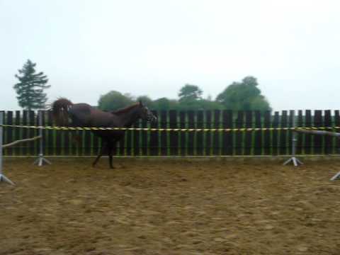 Mantus (Mefira/Acorino)