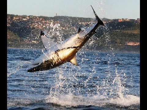 Shark & Dolphin Field-based Research & Conservation Training — video