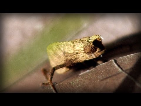 The smallest chameleon | El camaleón más pequeño