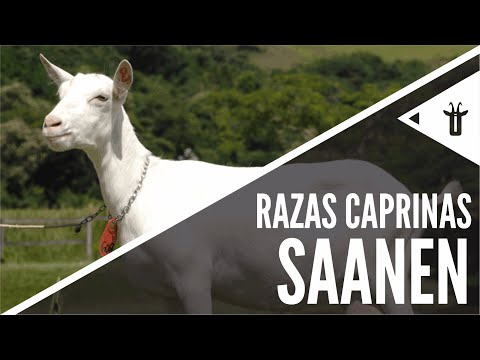 , title : 'Saanen | Razas caprinas'