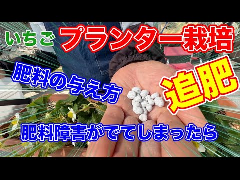 最高のイチゴ肥料組成