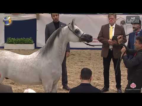 N 115 HL EL GANADOR   40th All Nations Cup   Aachen 2024   Stallions 7