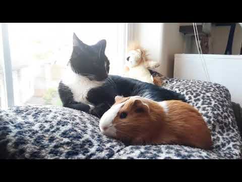 Cats and Guinea Pigs Chilling in the Sun