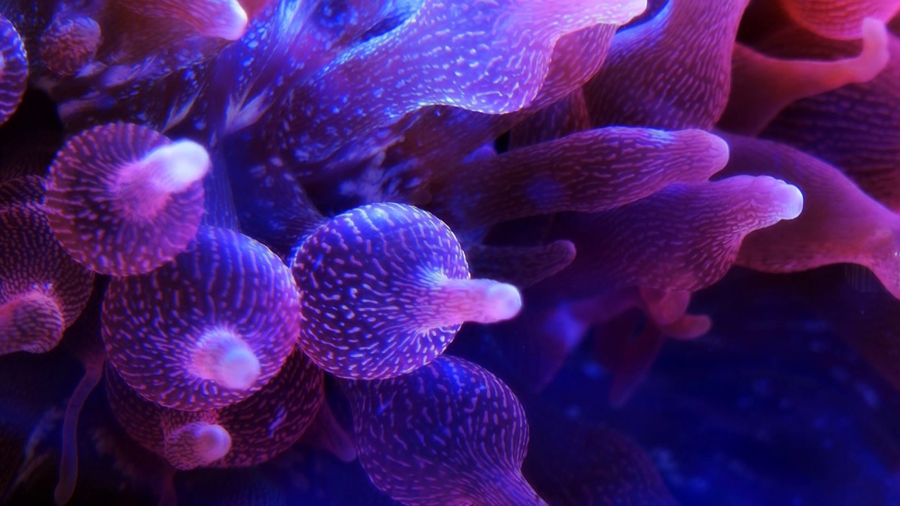 11 Types of Sea Anemones to Add Movement to the Marine Tank