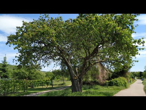 Ancient Cherry Tree (Prunus avium) in Dossenheim, Germany