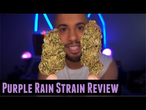 download lagu mp3 mp4 Purple Rain Strain, download mp3 Purple Rain Strain free downloadn, video klip Purple Rain Strain