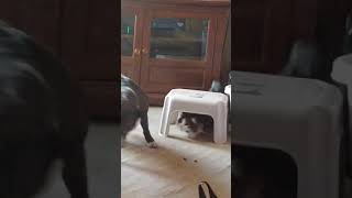Bully