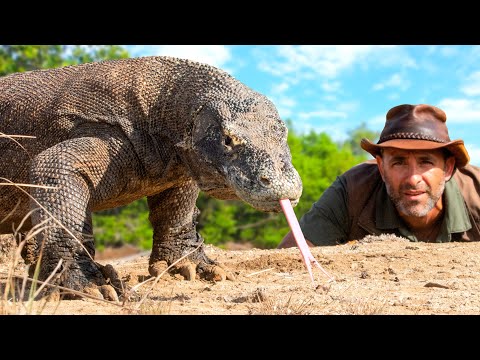 Coyote Peterson vs. Komodo Dragon: Dangerous Face-Off!