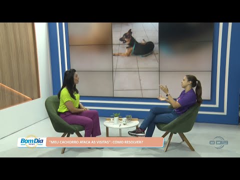 “Meu cachorro ataca as visitas”: Como resolver? 08 08 2022
