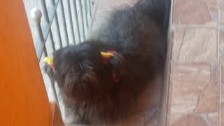 BR JOGA UM DBC NO MOBILE??? DRAGON BLOCK WARRIORS (com uma fofura de thunb)