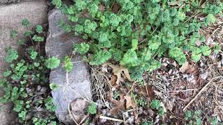 How to get rid of henbit