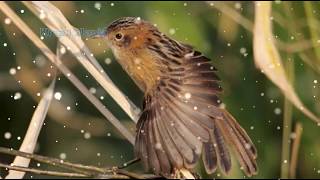 Download lagu Suara kicau burung Cici merah betina, Super master Kicau..!! mp3