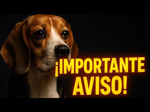 5 Cosas que los Dueños de Perros DEBEN Saber