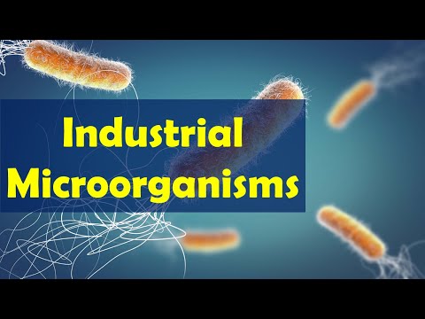 Industrial microorganisms