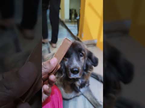 Tauba tauba❣️❣️#reels #trending #viralvideos #trendingshorts #pets #dogslove