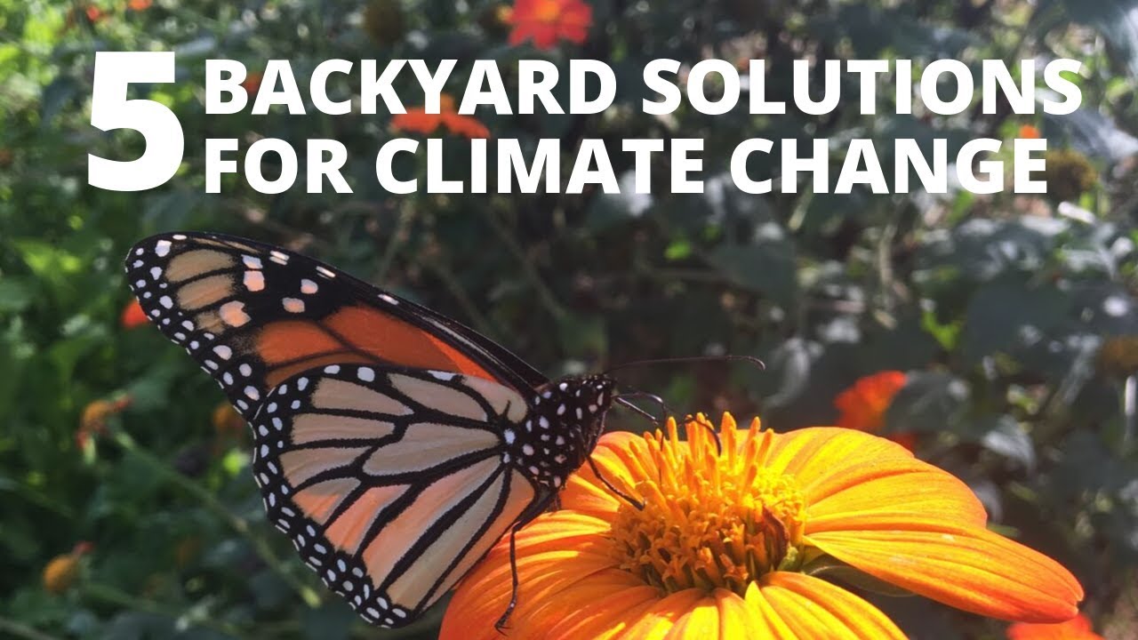 5 Backyard Solutions to Climate Change