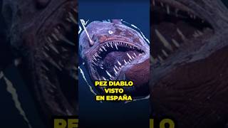 Pez Diablo Negro Visto En España 😱