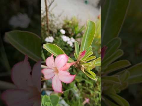 Preety Flowers #adayinmylife #minivlog #ashortaday #plants