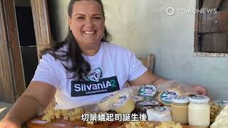 巴西切葉蟻起司！螞蟻脆脆散發花生栗子茴香香氣