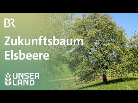 Zukunftsbaum Elsbeere | Unser Land | BR Fernsehen