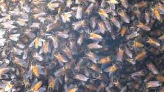 2014-11-16 Bees, Chapora