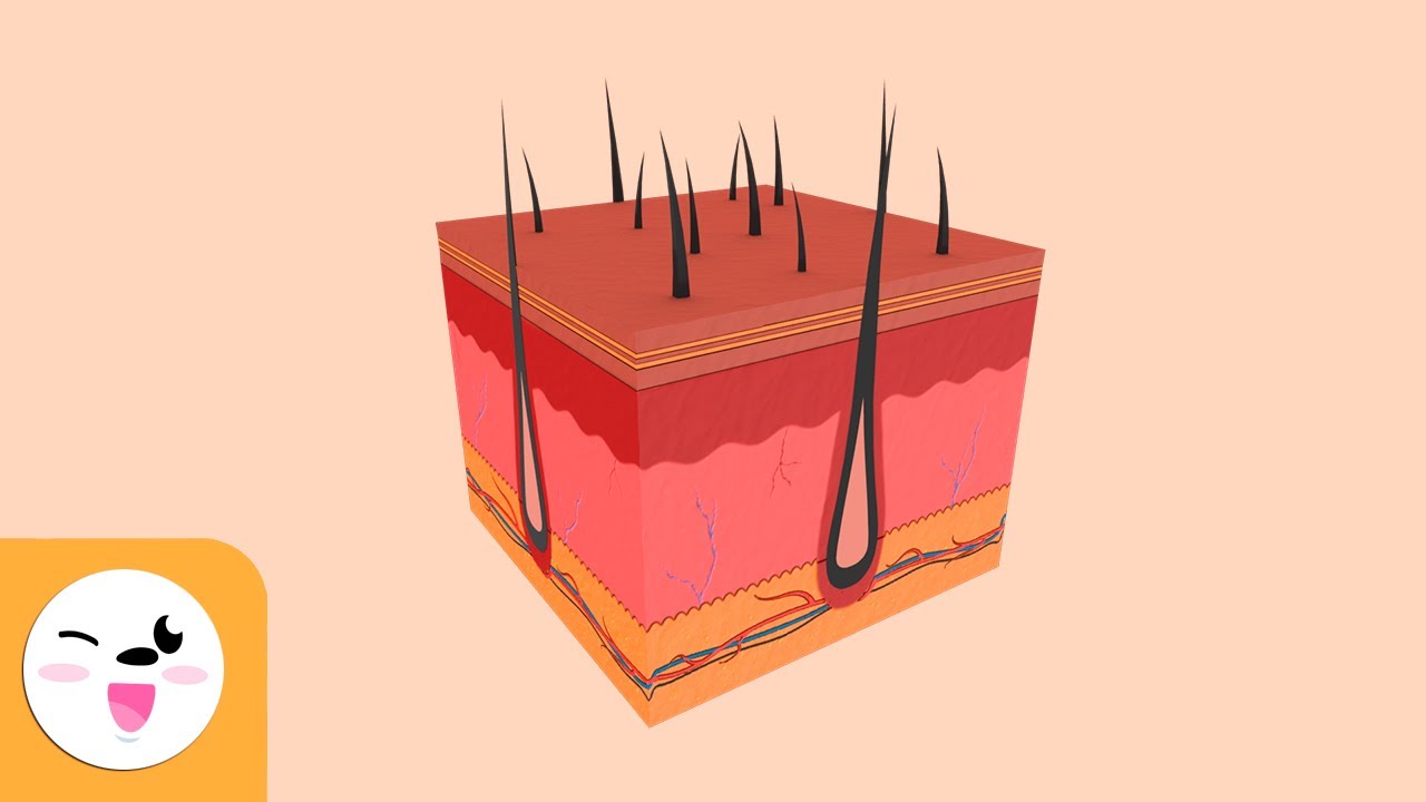 O sentido do tato - Os sentidos para crianças