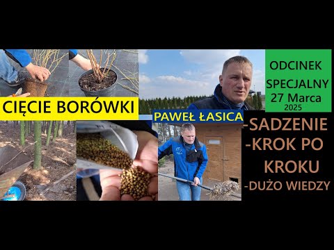 Jak Sadzić Borówki  SADZENIE NAJLEPSZYM SPOSOBEM KROK PO KROKU Odcinek Specjalny z Pawłem Łasicą