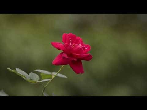 05 Minutes relaxing flowery video with soothing and relaxing music🌸Soul's Relaxation