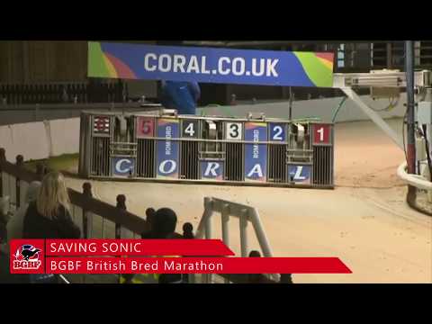 Saving Sonic - 2019 BGBF British Bred Marathon