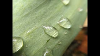 16 : Conscience - James Darren