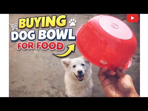 Choosing the Perfect Dog Bowl for Your Pet
