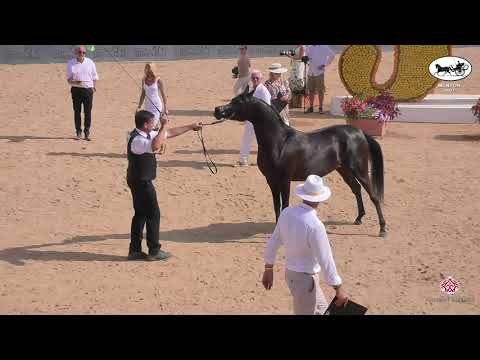 N 48 LATIFA MAM   Mediterranean and Arab Countries AHC   Menton 2021   Fillies 3 Years Old Class 3