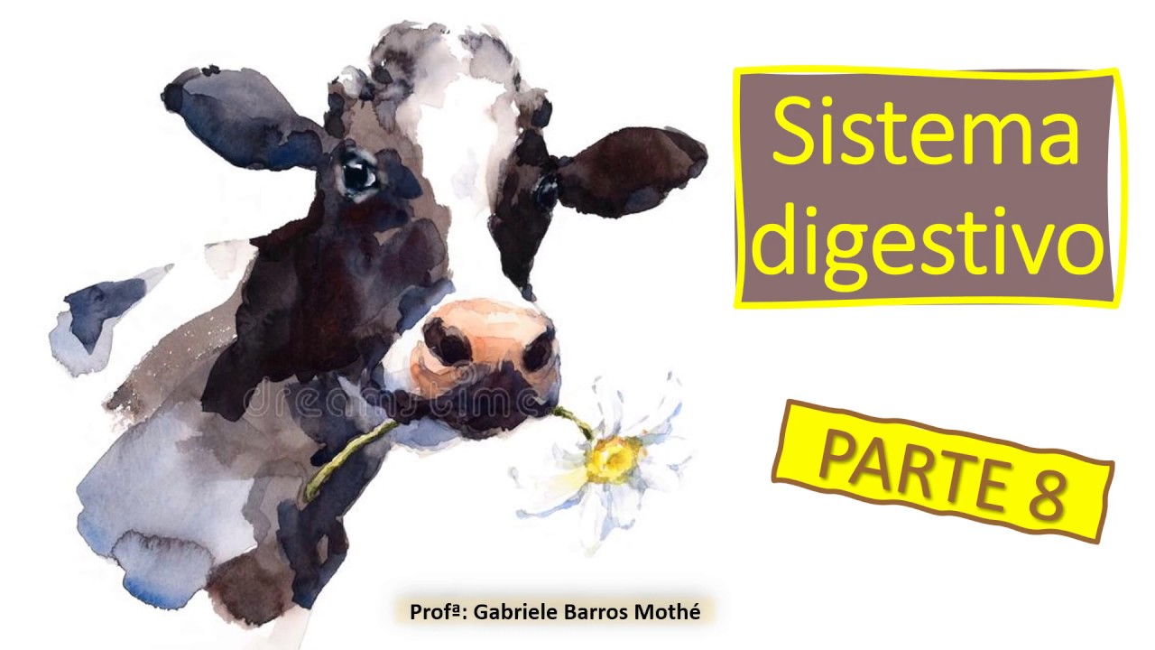 SISTEMA DIGESTIVO - parte 8 (anatomia veterinária)